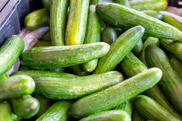 A stack of fresh, vibrant green manny cucumbers. The vegetables have thin skin with a sour flavor. A harvest of the cultivated organic English cucumber or cukes is for sale at a farmer's market.  