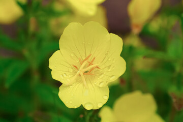 Obraz premium Oenothera. A yellow flower in raindrops. A greeting card. Beauty is in nature