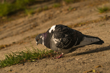 photo of pigeons walking in the park