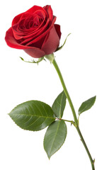 Naklejka premium Close-up of a vibrant red rose with green leaves, red rose isolated on white background