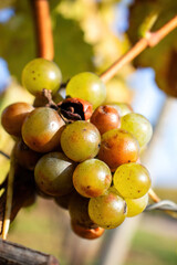 Grapes growing in a German vineyard