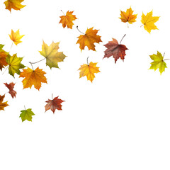 Fototapeta premium autumn leaves background