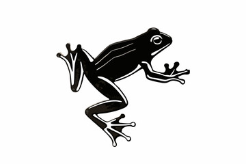 frog on a white background