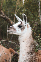 Fototapeta premium Alpacas and llamas portraits