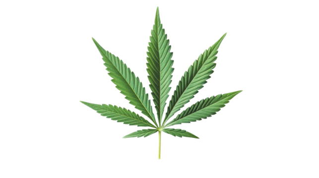 Isolated cannabis leaf with seven points on black, cut out transparent