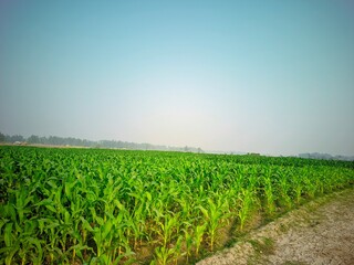 corn field in the morning