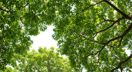 Fototapeta premium Blurred dark object green foliage