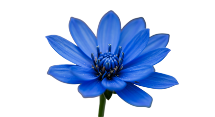 Closeup blue lotus flower