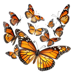 butterfly isolated on white background