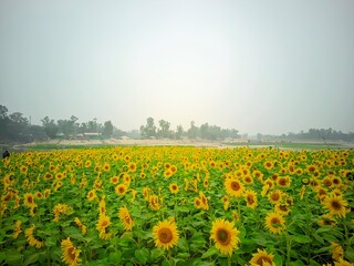 Fototapeta premium field of yellow tulips