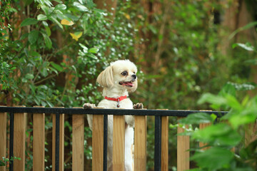 A handsome shih tzu dog is acting curious in the garden, getting groomed.