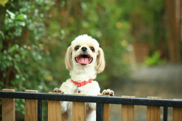 A handsome shih tzu dog is acting curious in the garden, getting groomed.