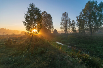 sunrise in the forest