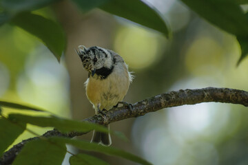 Crested Tit on branch