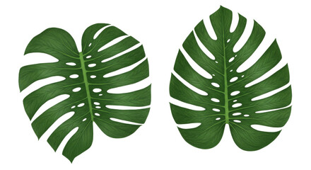 Dark green tropical leaf design elements