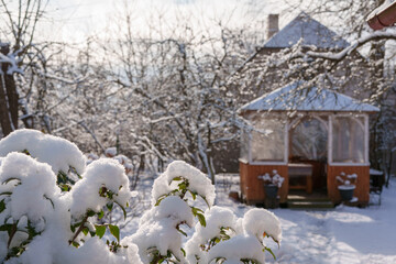 View through green bush leaves covered with snow to a garden shed in the sun