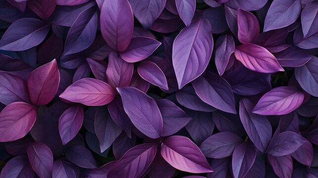Lush and Vibrant Purple Leaves of Alternanthera Brasiliana - Botanical Background