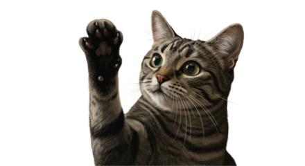 Gray cat closeup portrait dark background