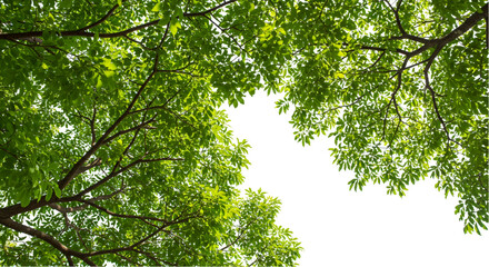 Fototapeta premium Green foliage background