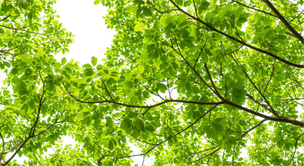 Obraz premium Green foliage close up