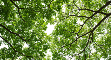 Fototapeta premium Green foliage closeup nature background