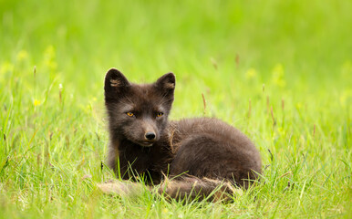 Fototapeta premium Arctic fox female lying in a meadow