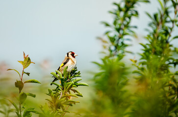 European goldfinch perched on a tree branch