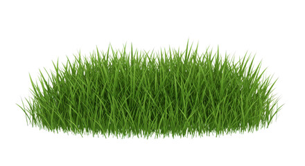 Green grass closeup image
