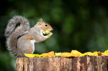 Grey squirrel eating green hazelnuts on a tree stump in autumn