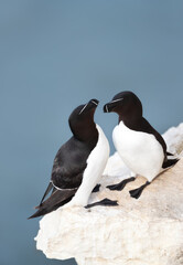 Razorbills perched on a sea cliff