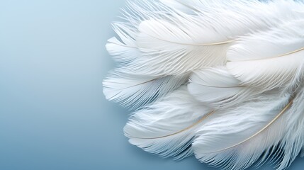 Fototapeta premium White Feathers on Light Blue Background Soft Lighting and Delicate Texture