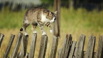 Cat on wooden fence. Tabby cat lounging on a wooden fence on a sunny day in a quiet neighborhood