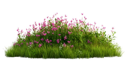 Pink wildflowers bloom in verdant grass patch , cut out transparent