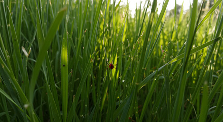 Obraz premium Ladybug resting on grass during tick season 