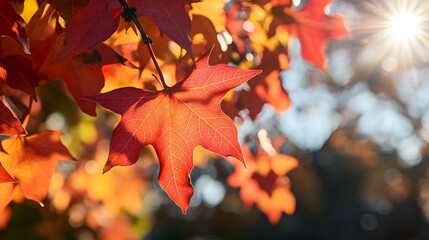Close-up of a vibrant sweet gum tree showcasing red and orange leaves in autumn season