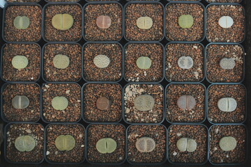 Observing Seedling Growth in Small Pots Placed on a Soil Bed in a Controlled Environment