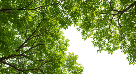 Abstract blurred green background