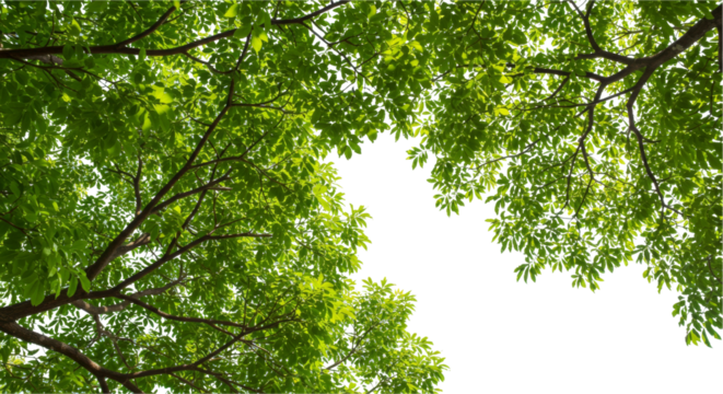 Abstract blurred green background