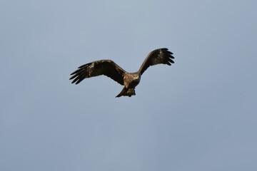 Milan noir, .Milvus migrans, Black Kite