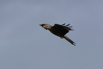Milan noir, .Milvus migrans, Black Kite