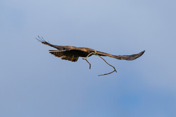 Fototapeta premium Milan noir, .Milvus migrans, Black Kite