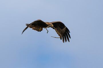 Milan noir, .Milvus migrans, Black Kite