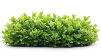 Obraz premium Vibrant Green Bush, Lush Foliage, Isolated on White Background