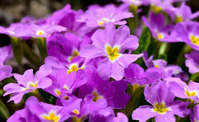 natural flowers and plants. primrose photos.