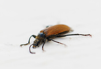 Close-up view of a vibrant beetle showcasing intricate details against a neutral backdrop in bright daylight