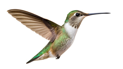 Fototapeta premium Hummingbird in Flight.