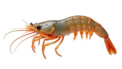 Tasty and tempting shrimp