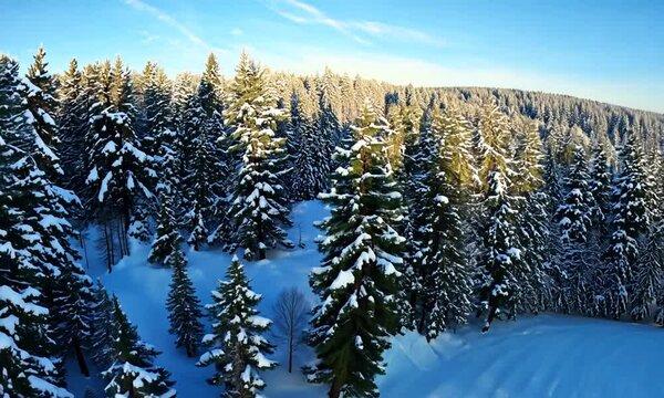 Photo from the drone. Winter morning. Clip. Winter forest with lots of green fir trees , blue sky, snow .