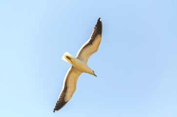 seagull in the sky