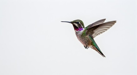 Fototapeta premium Costa's hummingbird with iridescent purple gorget hovers mid-air displaying vibrant green plumage and exquisite wing detail against a neutral backdrop.
